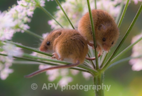 _DSC8322 - Bob's Harvest Mice.