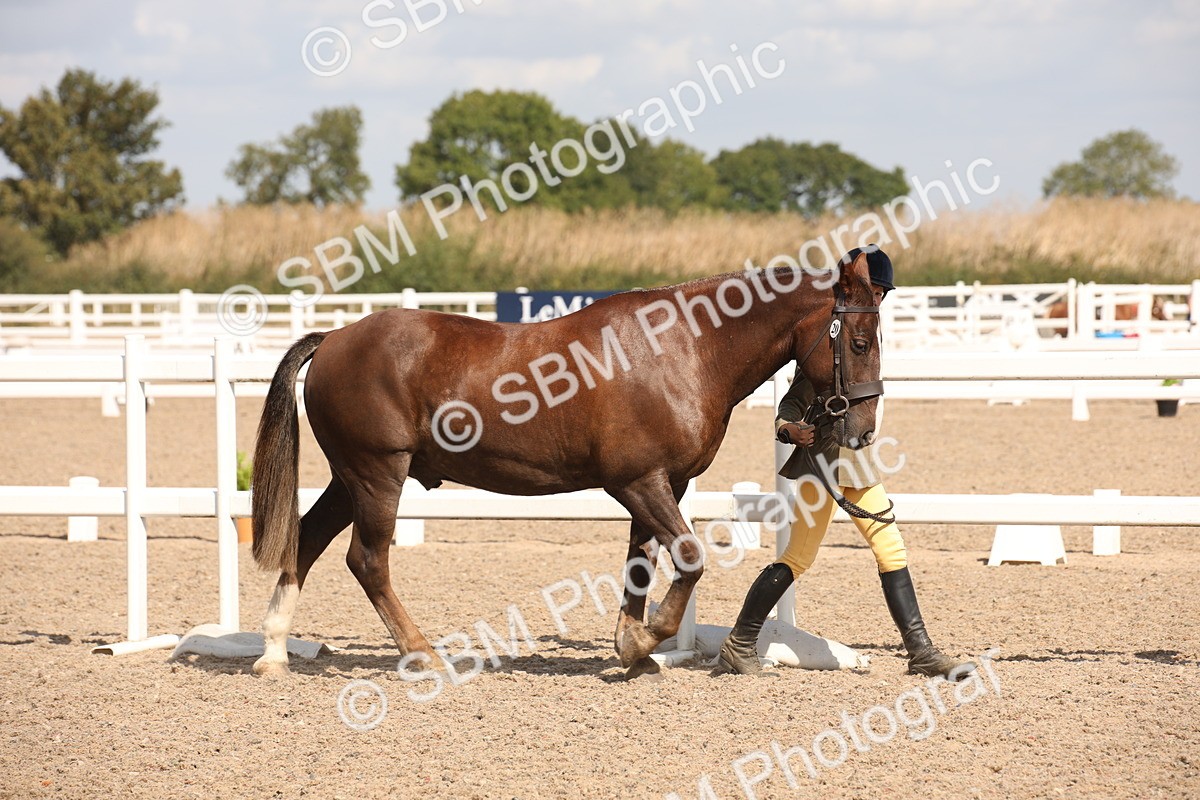 SBM_03373 - Class 18 Handsomest Gelding (IH or Ridden)