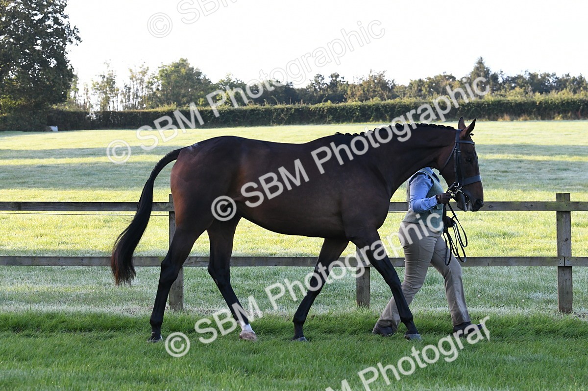SBM_32617 - S15 - Condition & Turnout In Hand
