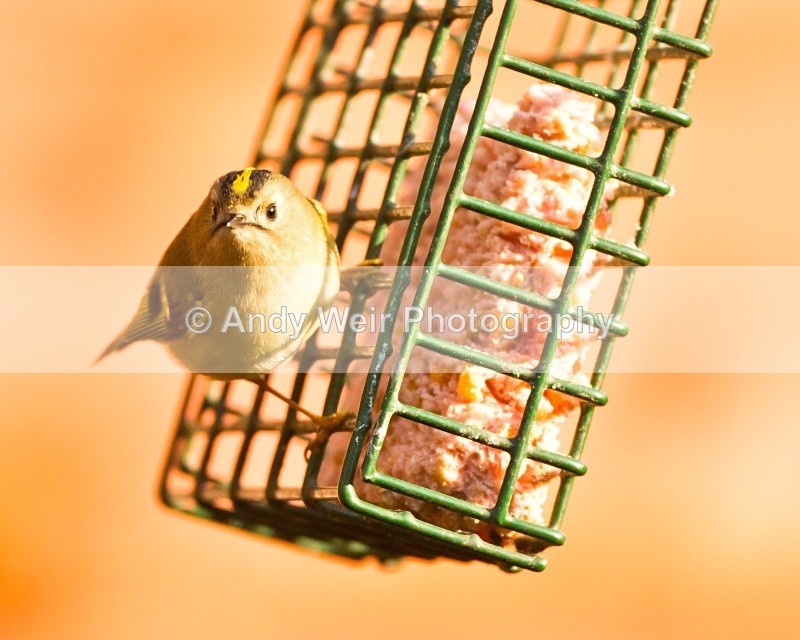 20110308-IMG_1850 - Wren & Goldcrest