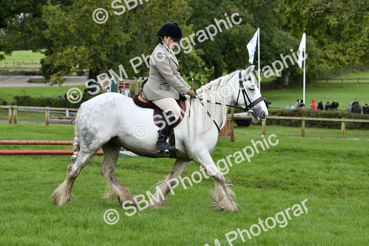SBM_41531 - S32 - Mountain & Moorland Working Hunter Pony
