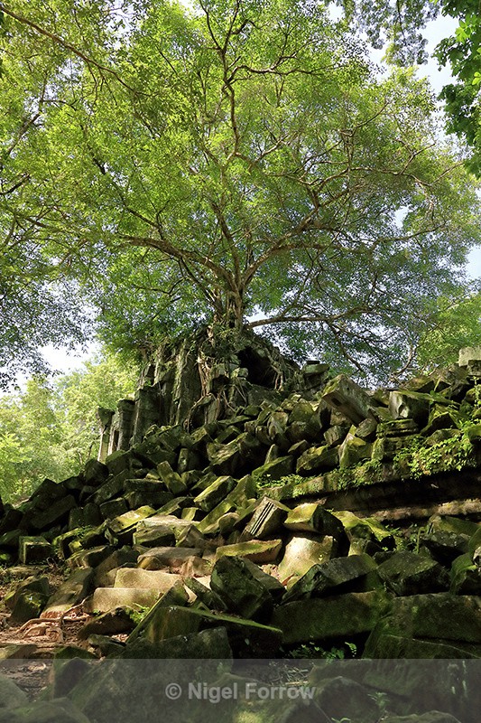 Tree on Beng Mealea ruins, Cambodia