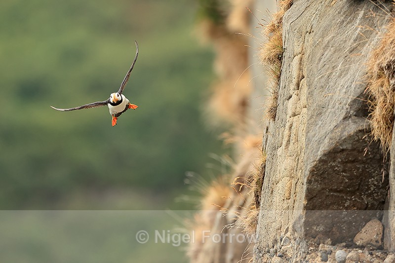 Horned Puffin flies along cliff face, Duck Island, Alaska - Horned Puffin