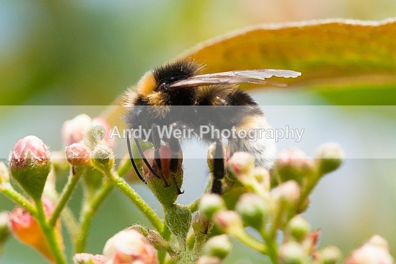 20120610-_MG_0366 - Insects