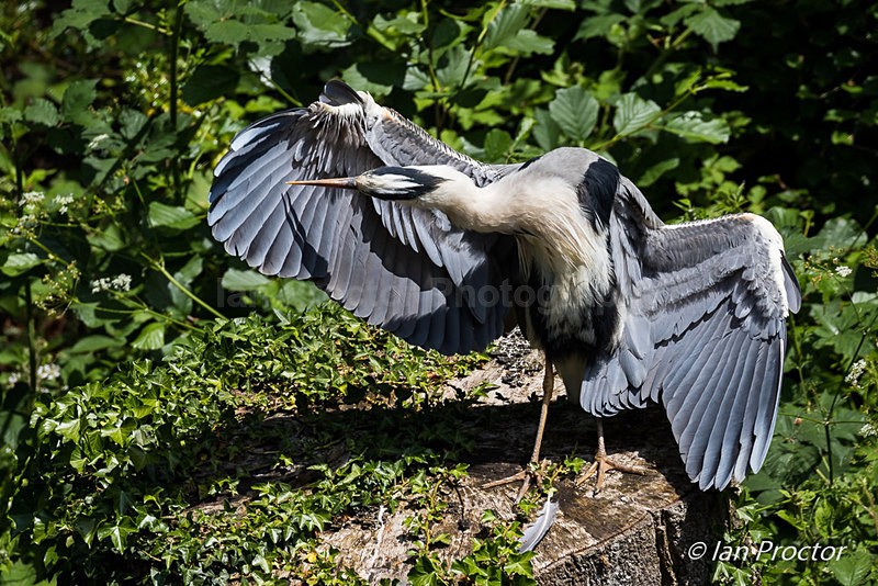 Grey Heron Preening itself in the sun - Nature