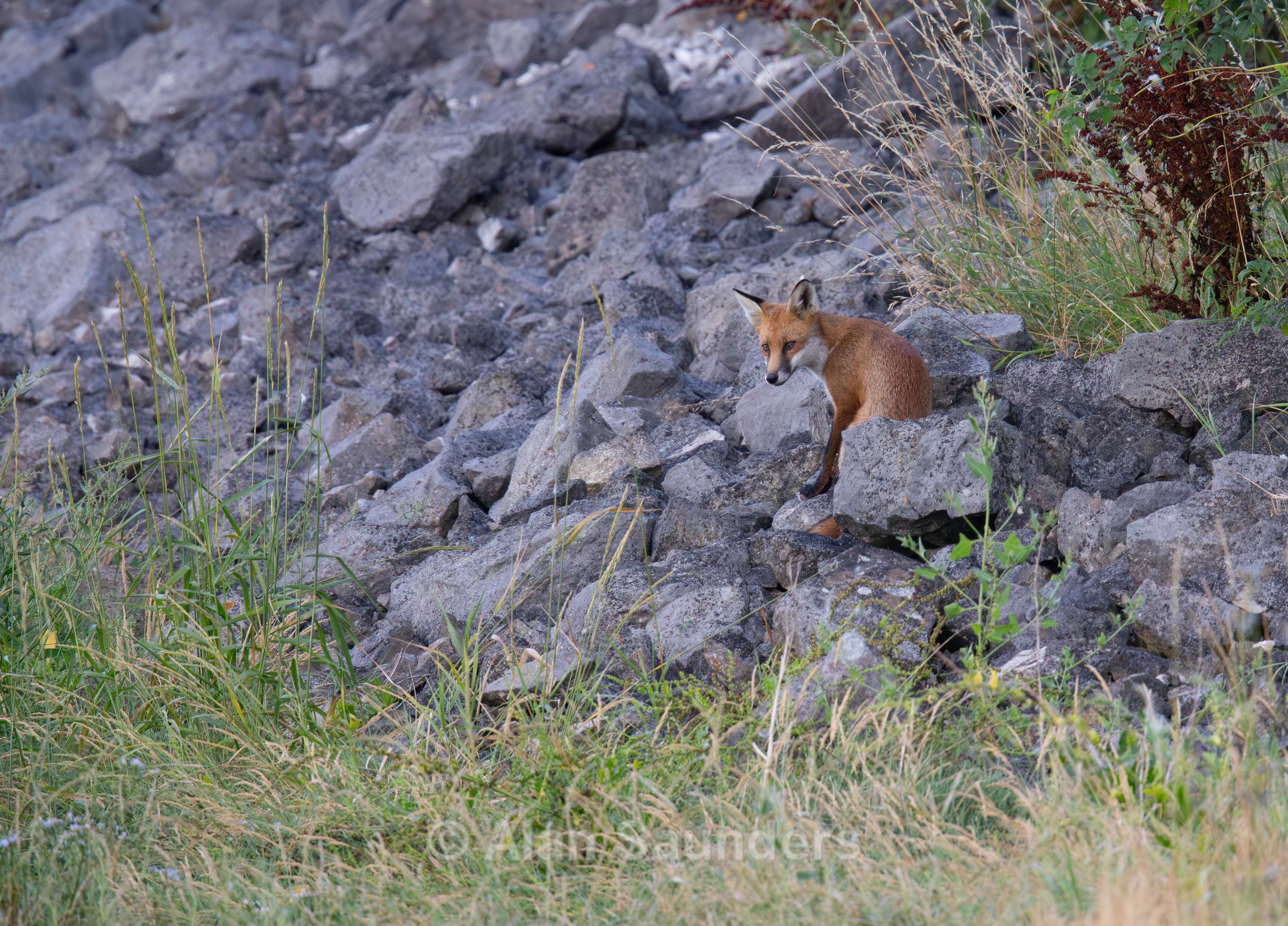 Red Fox 8