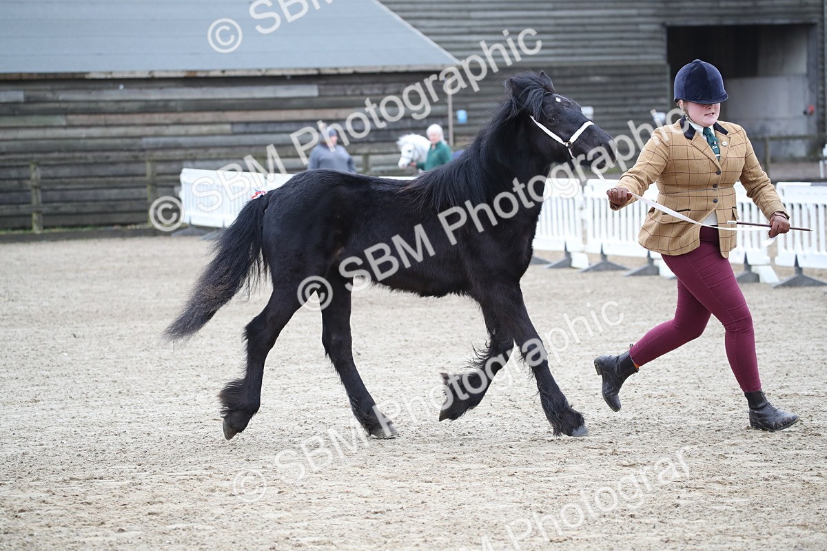 SBM_003986 - Class 1-4 - Young Stock classes Inc. In Hand Championship