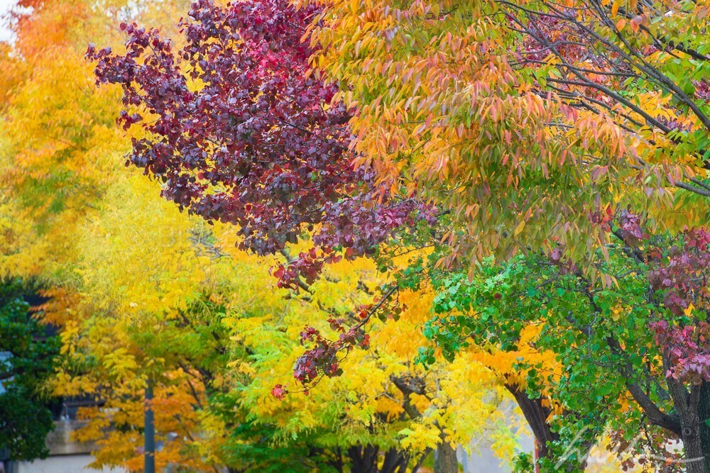 DSC_3235 - Autumn