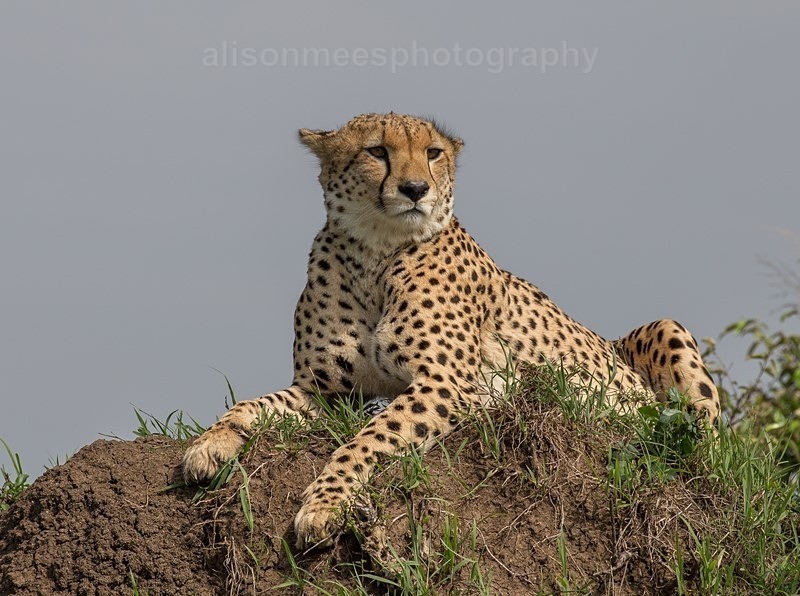  - Cheetah