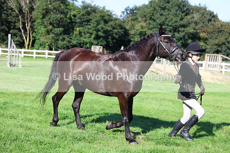 3E7A7687 - Class 1: Novice Working Hunter Pony