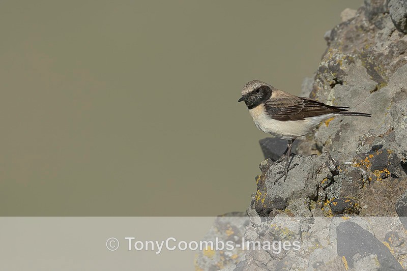 Black-eared Wheatear (f) - Lesvos ~ Other Birds