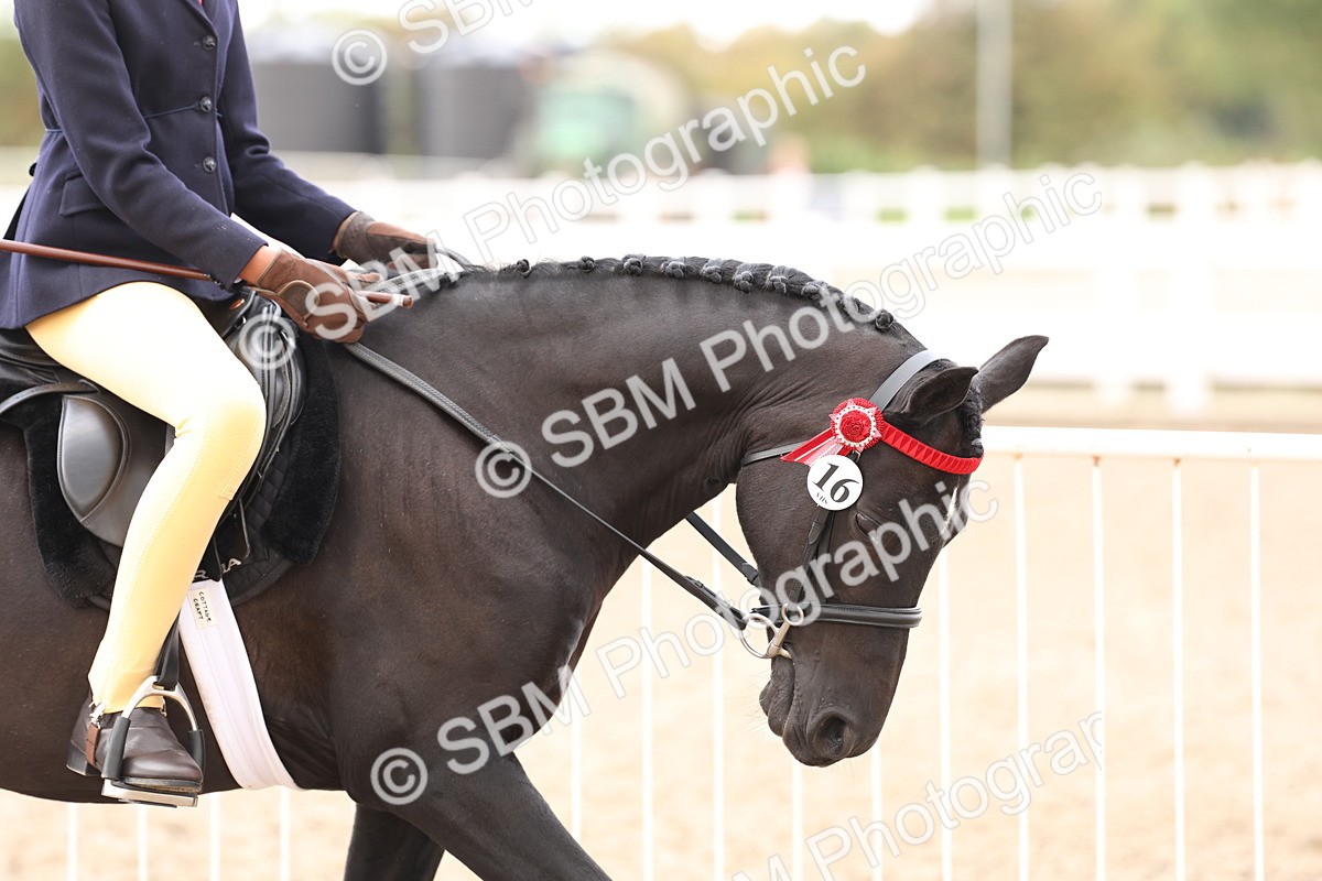 SBM_04179 - Class 54 - Riding Club Horse/Pony