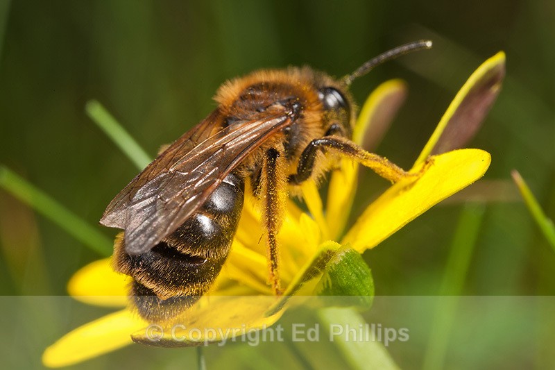 A. carantonica - Andrena carantonica