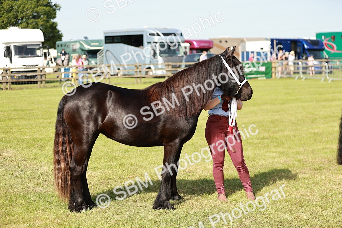 SBM_00903 - Class 14-23 - Mountain & Moorland In Hand Non Welsh