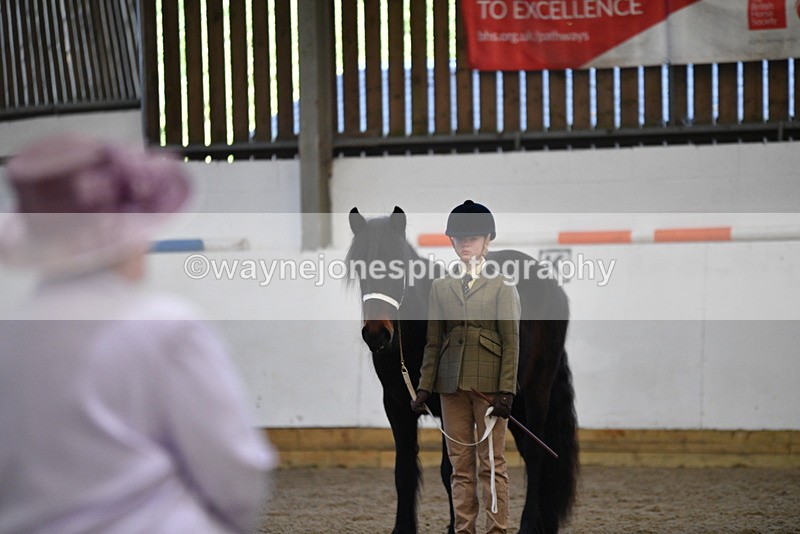 WJ5_4462 - Class 6 In hand M&M - Large Breeds