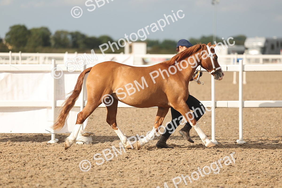 SBM_08611 - Class 29 - IH Veteran Pony