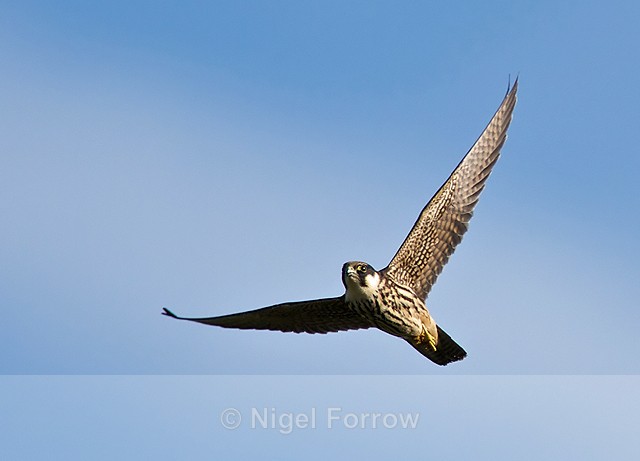 Hobby in flight at Otmoor RSPB - Hobby