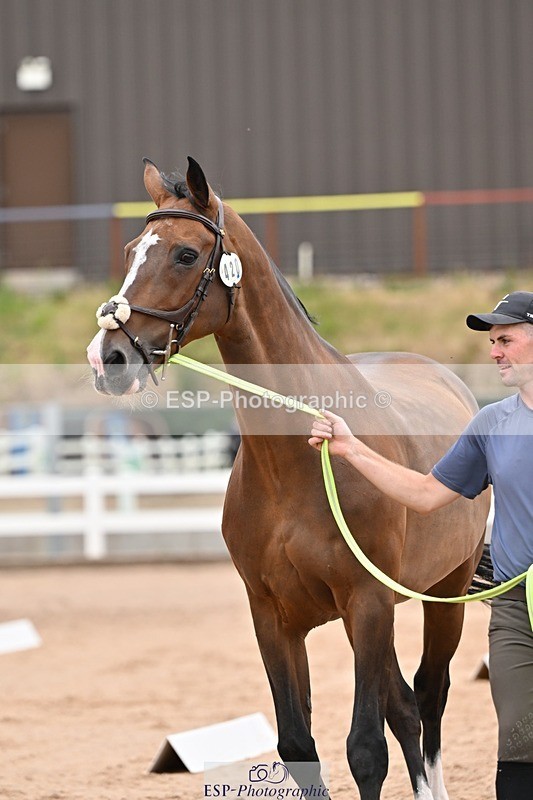 250716-160306-02365 - Trot Up 3.30 to 4.30