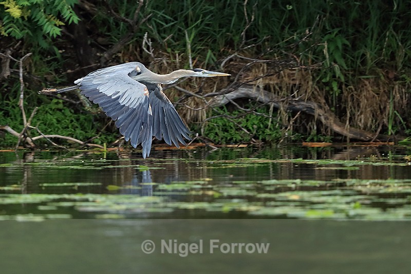 Great Blue Heron flying, Minnesota, USA - Great Blue Heron