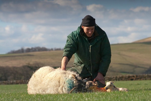 Frear-Lambing - For T&C