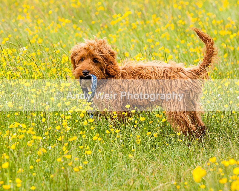 On the Lead - Pets