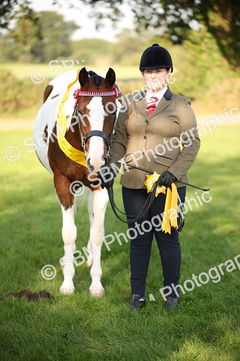 SBM_58776 - S51 - Piebald & Skewbald Horse In Hand