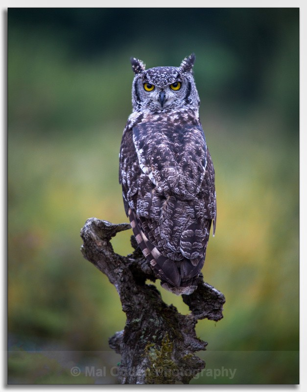 African Eagle Owl - Flora & Fauna