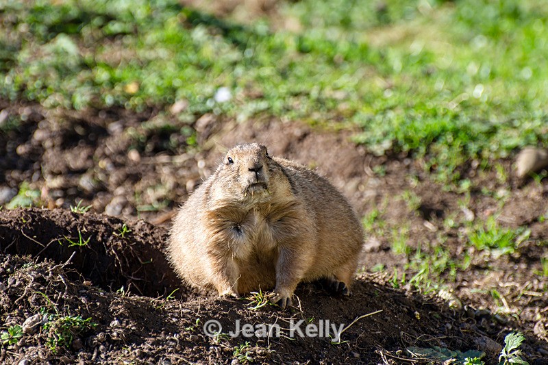 Black-Tailed Prairie Dog - DSC_0847 - Black-Tailed Prairie Dogs