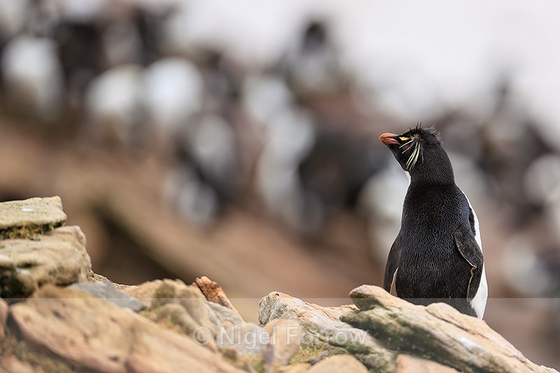 Southern Rockhopper Penguin looks back, Saunders Island - Rockhopper Penguin