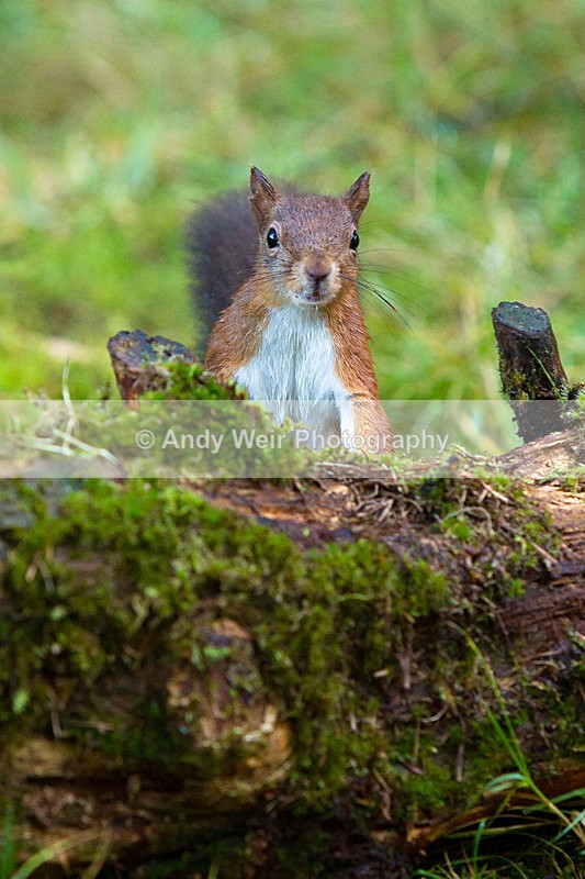 20141010-3K8A6441 - Red Squirrel