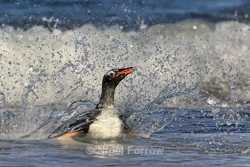 Gentoo bow wave on landing, Sea Lion Island, Falklands - Gentoo Penguin