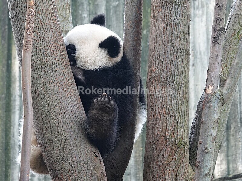 CHINA__0068 - China 2019