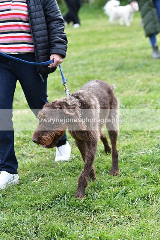 WJ5_9314 - Class 1 Best Cross Breed / Heniz 57