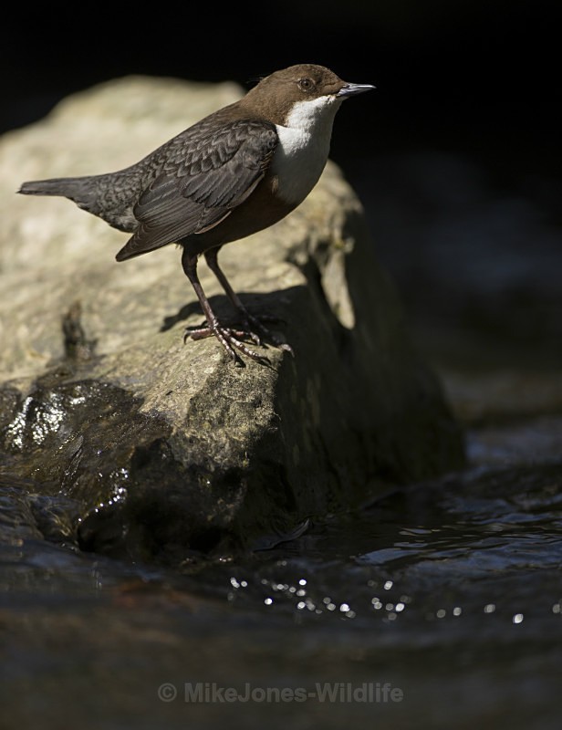 Dippers, North Wales - New Dippers