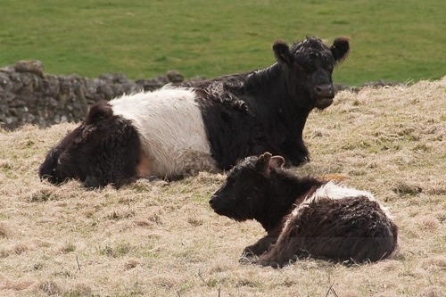 15 - Belted Galloway Cattle