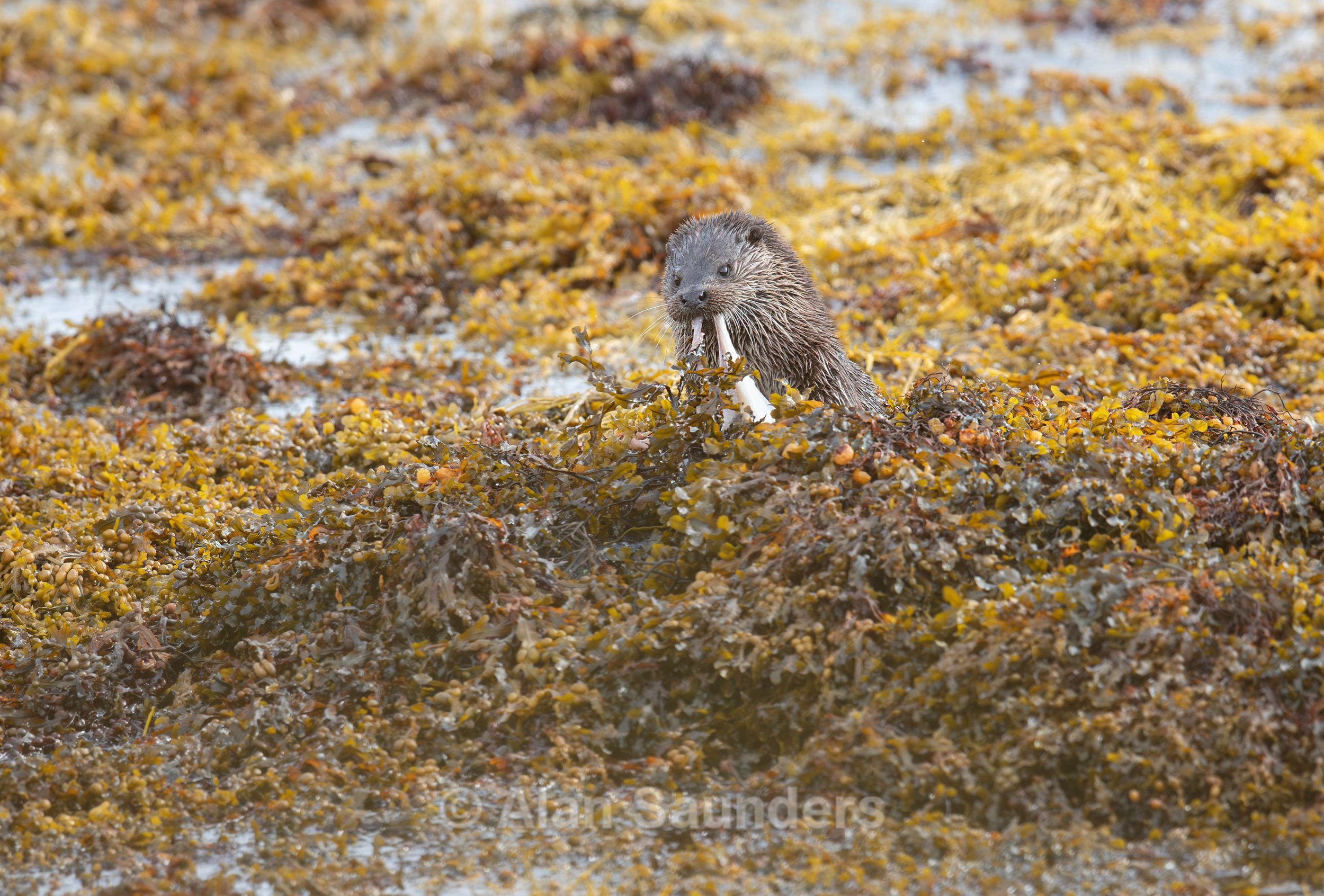 Eurasian Otter 16