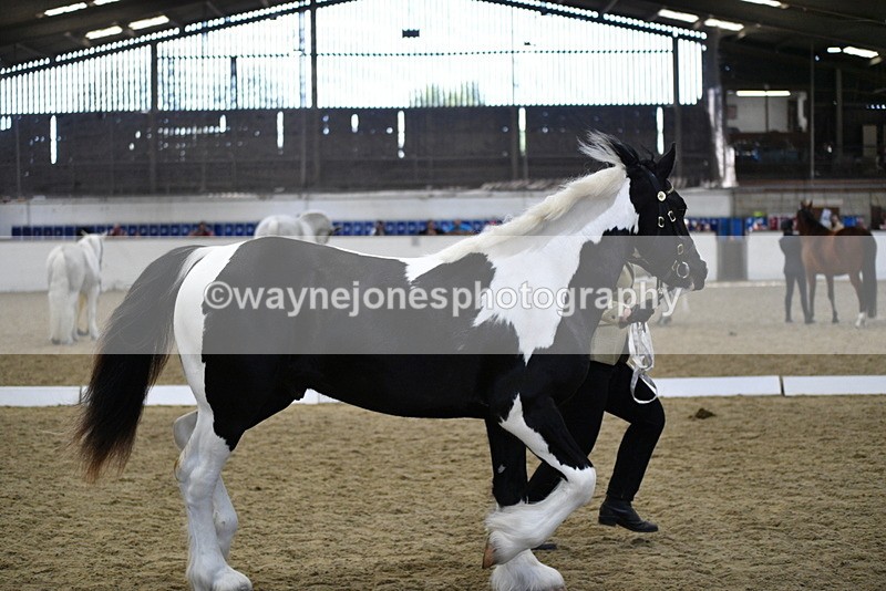 WJ5_4858 - Class 7 In hand coloured / odd coloured