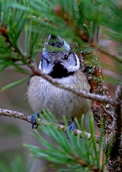 Crested Tit - United Kingdom