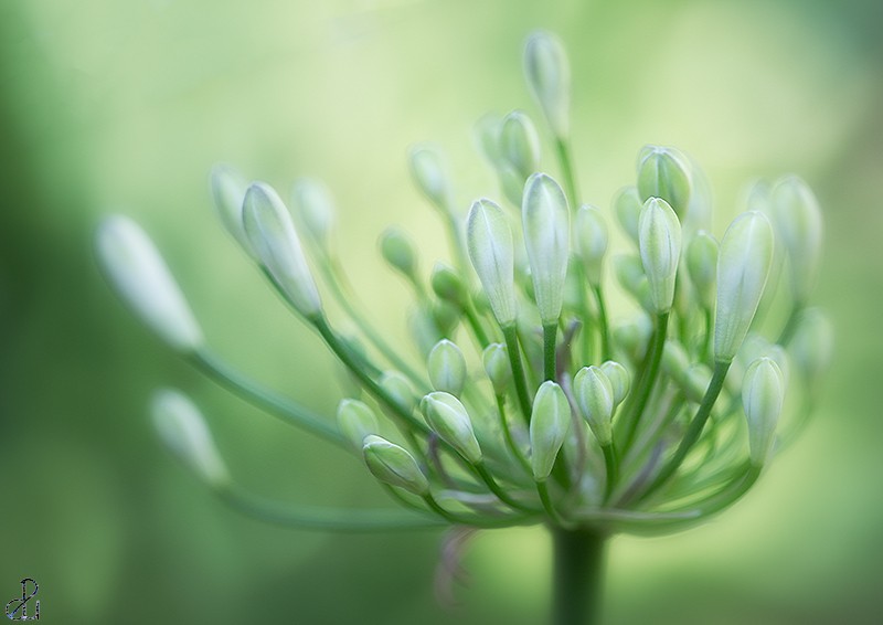 Flower photography by Diana Uzun