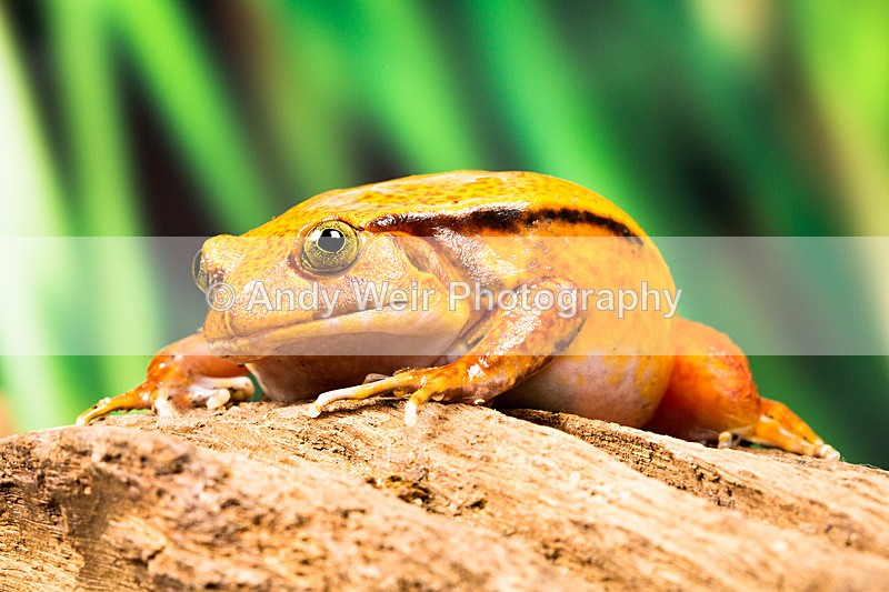 20140120-3K8A8432-2776 - Frogs & Toads