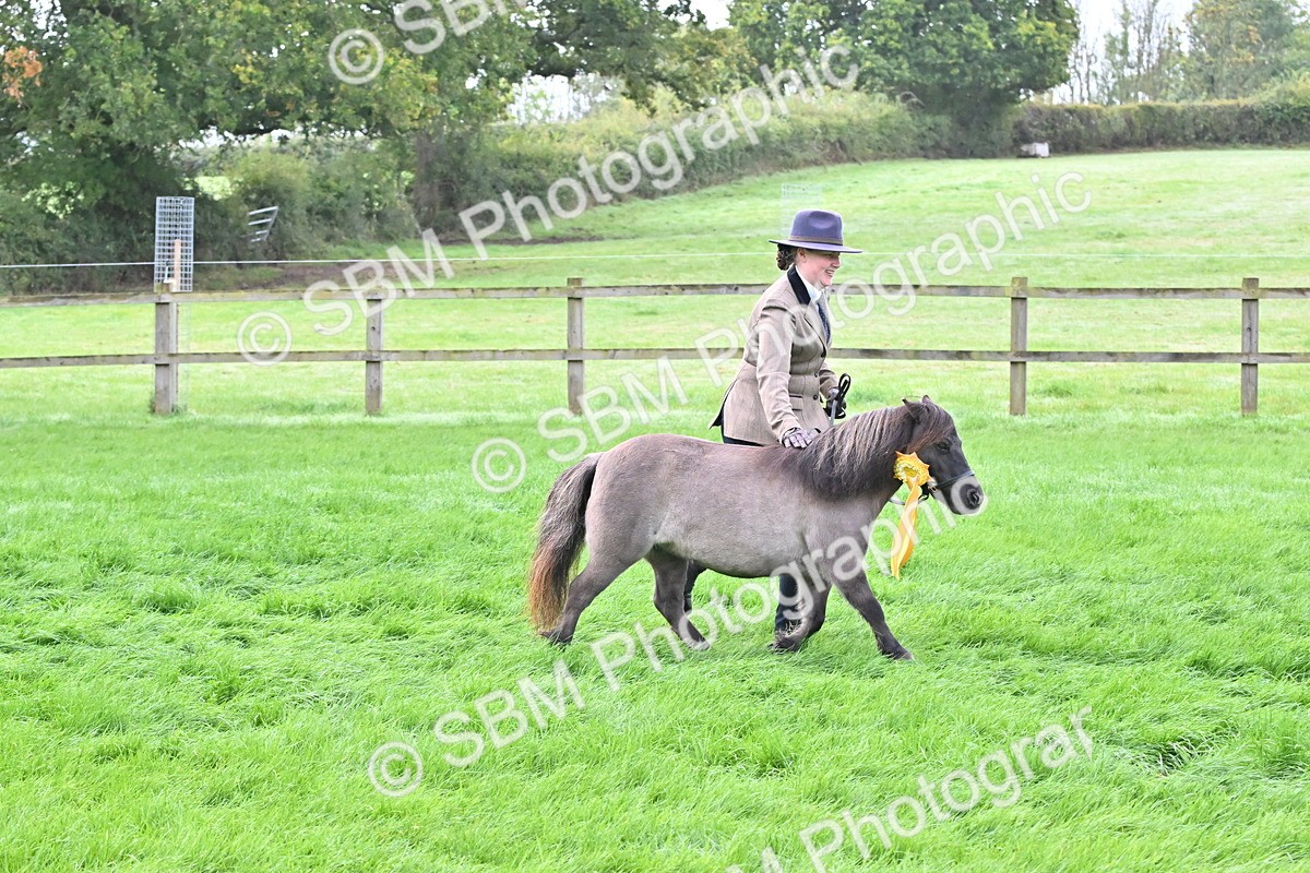 SBM_57015 - S45 - Coloured Pony In Hand