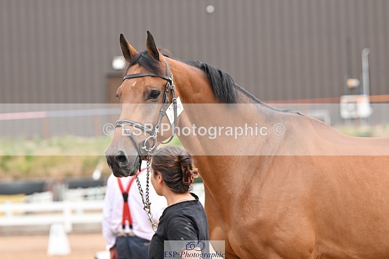 250716-153331-02010 - Trot Up 3.30 to 4.30