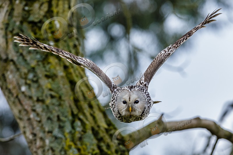 ural owl strix uralensis-1045 - Owls of the World