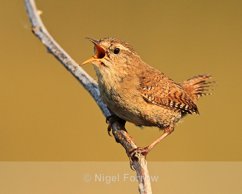 Wren singing from a branch on Islay - Wren