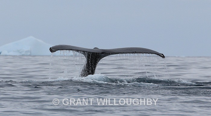 Wish I had a longer lens - Antartica