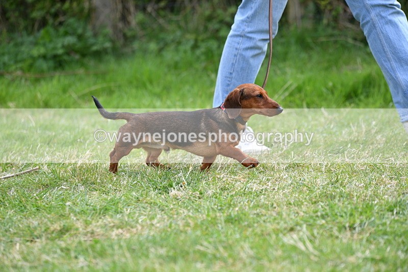 WJ5_9551 - Class 3 Most Handsome Dog