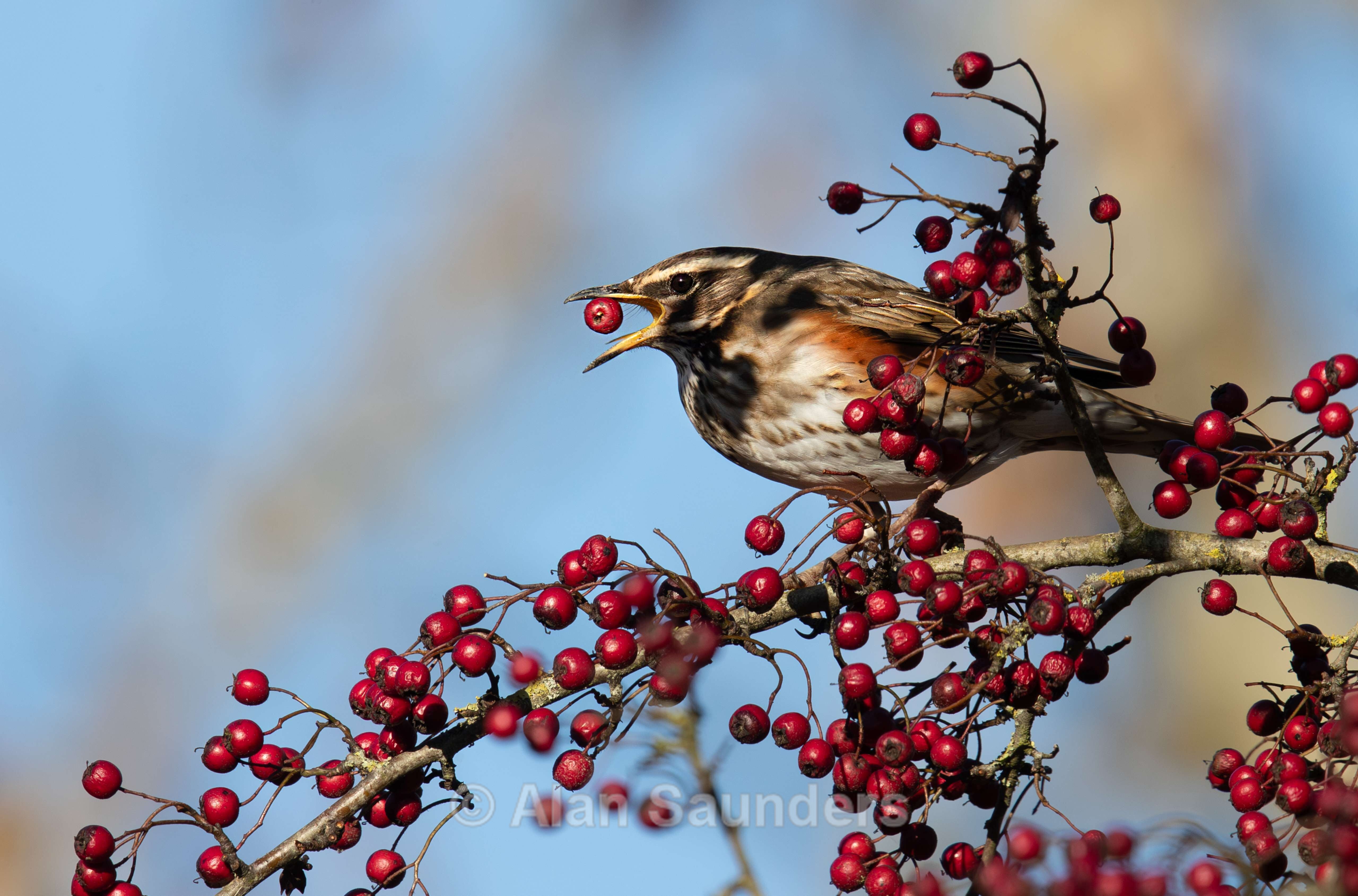 Redwing 5