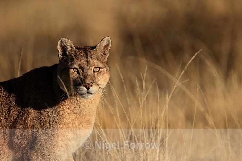 Female Puma, Torres del Paine, Chile - Puma