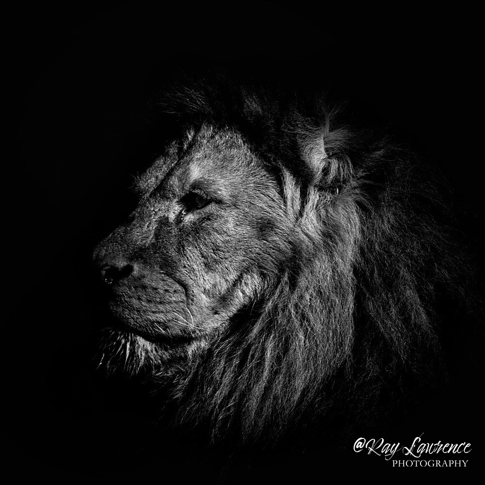 RLP_3395-129 - Monochrome Zoo