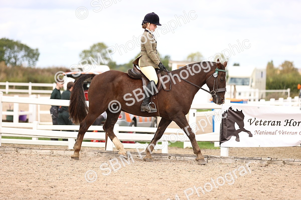 SBM_15984 - Class 417 - Handsomest Gelding (IH or Ridden) Jnr